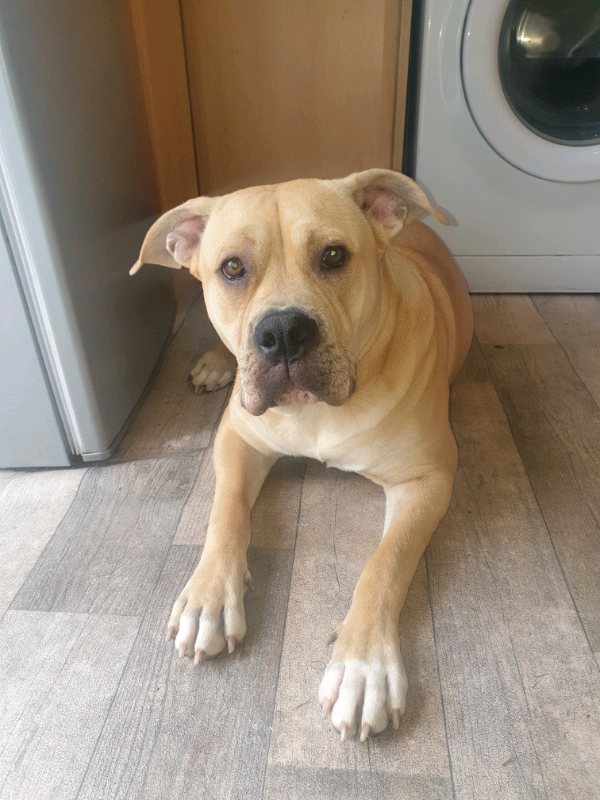 gumtree ridgeback